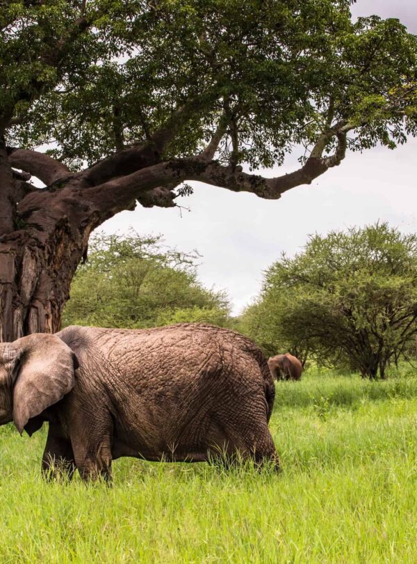 African elephants walking in savannah in the Tarangire National Park, Tanzania