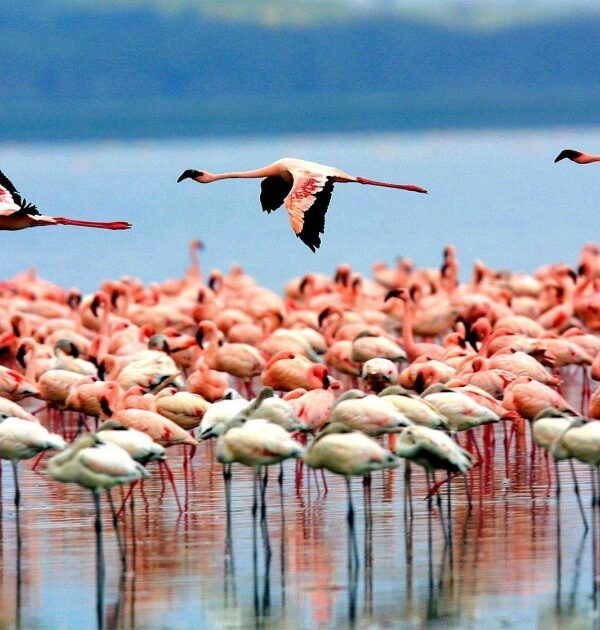 lake_manyara_birds
